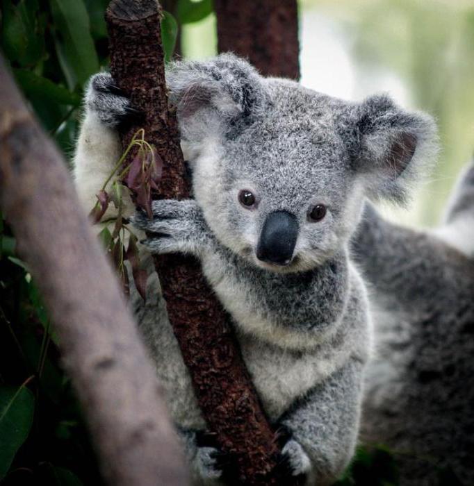 какво ядат коалите