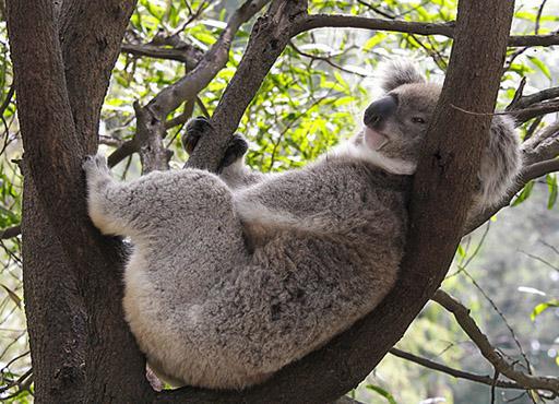 na którym żyje koala kontynentalna