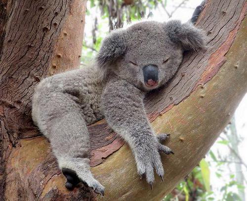 jak wygląda koala