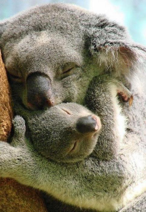 koala marsupiale