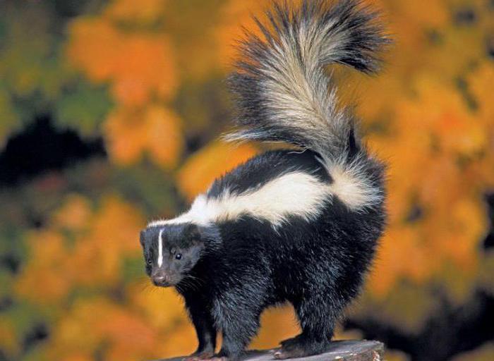 dove skunk vive in terraferma