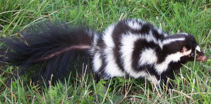 dove vive la skunk a strisce