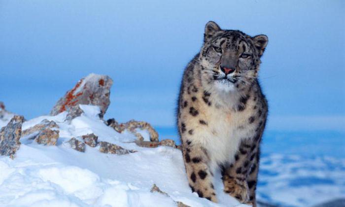 Къде обитава снежен леопард