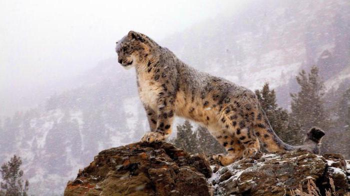 Gdje snježni leopard živi u Rusiji