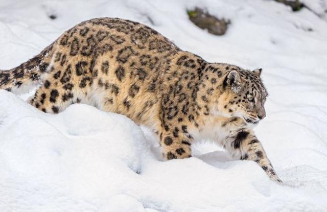 Gdje snježni leopard živi u Kazahstanu