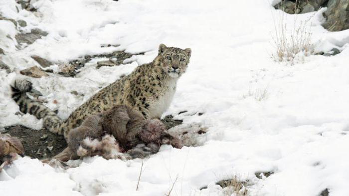 snježni leopard gdje boravi nego jede