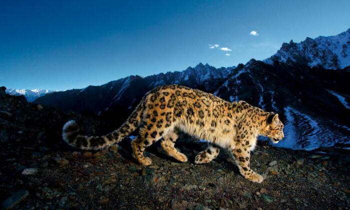 Kje živi snežni leopard