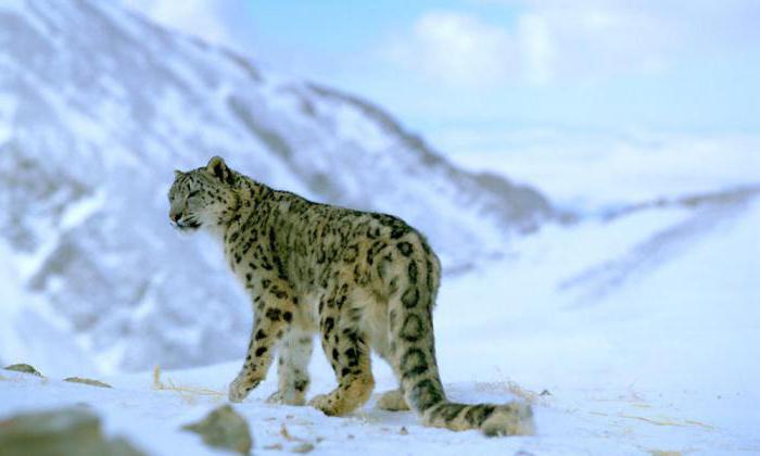 Где сњежни леопард живи у Русији