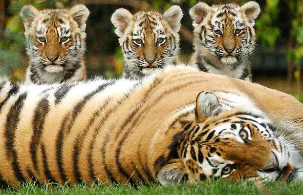 Amur tiger dove vive