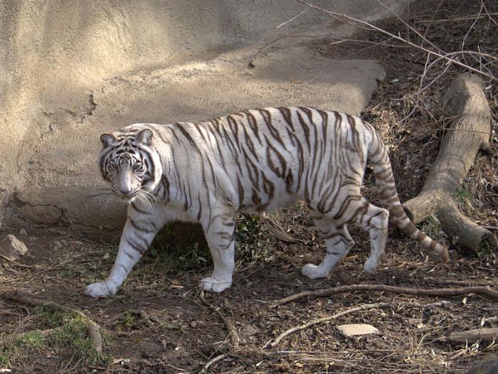 kje živi beli tiger