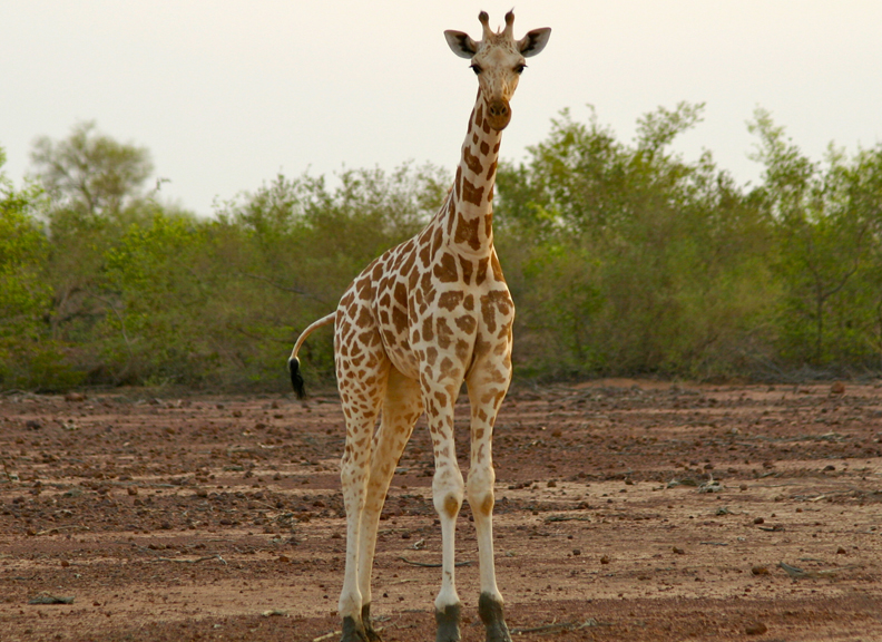 Západní africká žirafa