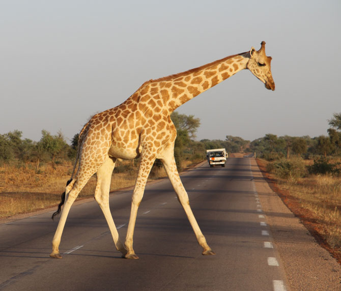 Žirafa na dálnici