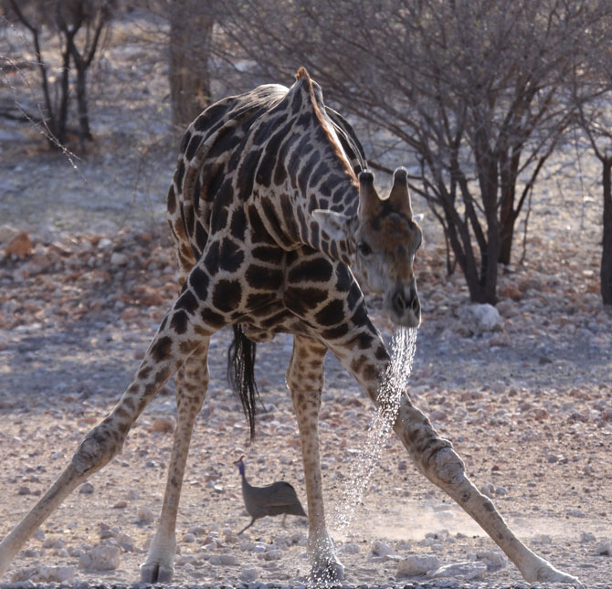Giraffe pitka voda