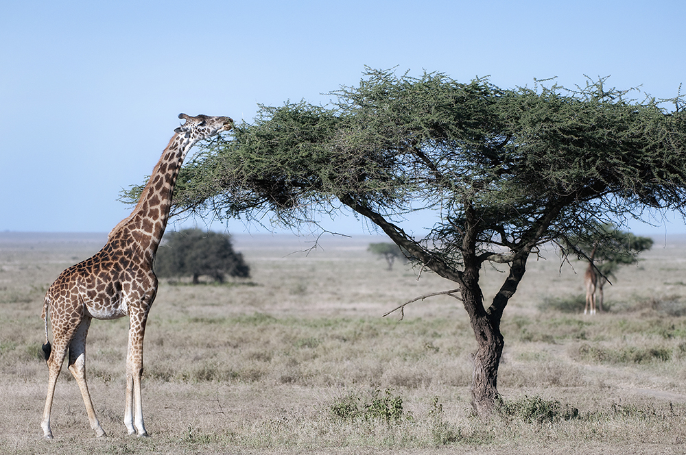 Žirafa jede