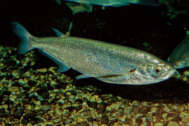 Ryba sabrefish, kde obvykle