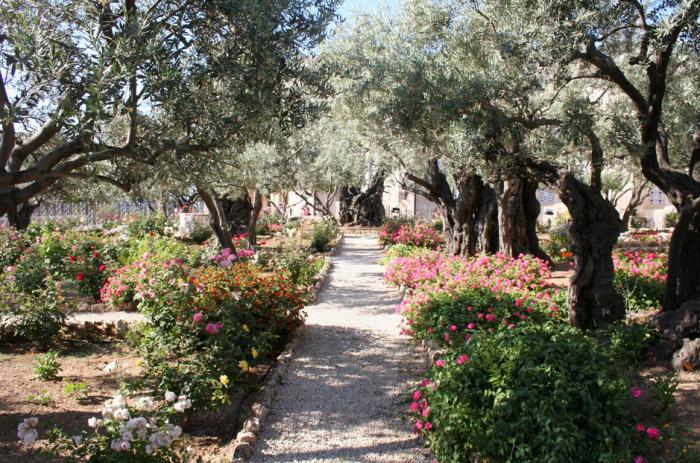 Getsemanski vrt