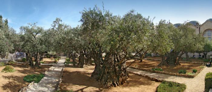 dov'è il giardino del Getsemani