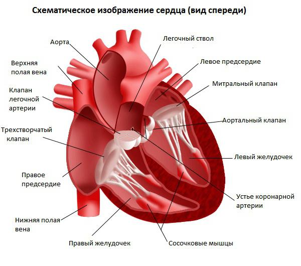 Kde je lidské srdce