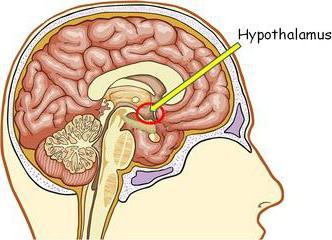 kjer je hipotalamus in hipofiza