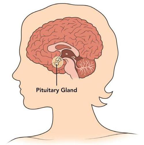 dov'è la ghiandola pituitaria e la tiroide