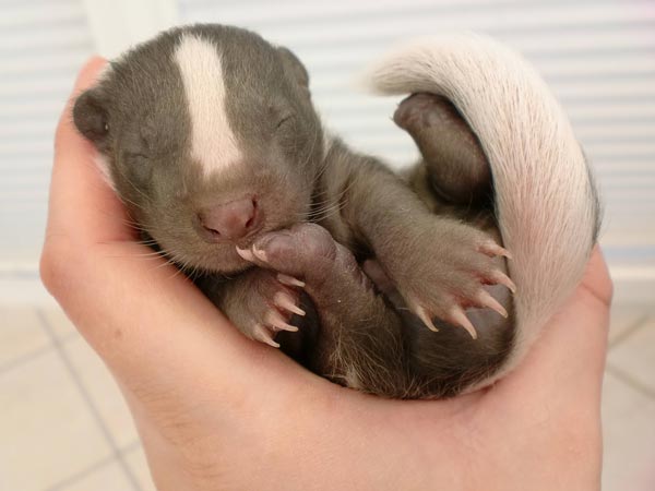 Novorojenček jazbec