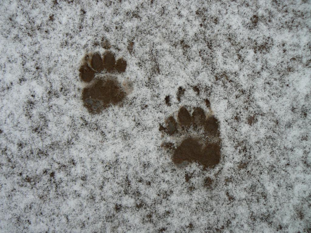 Ślady borsuka na śniegu