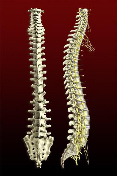 midollo spinale