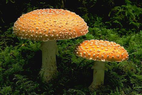 quando i funghi crescono