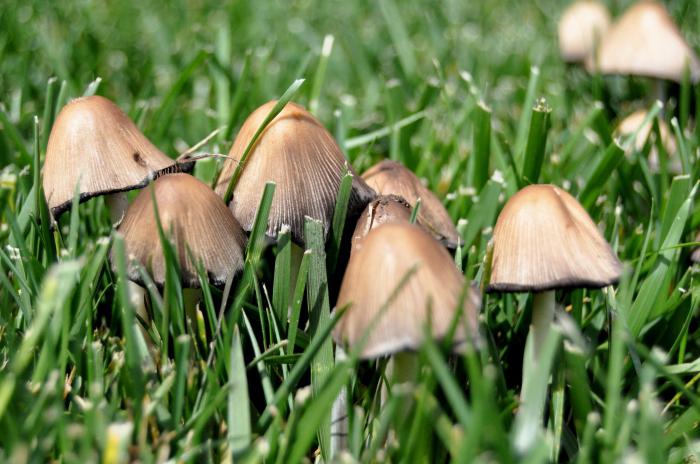 jak dlouho rostou houby