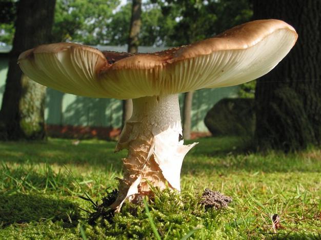 come i funghi bianchi crescono velocemente