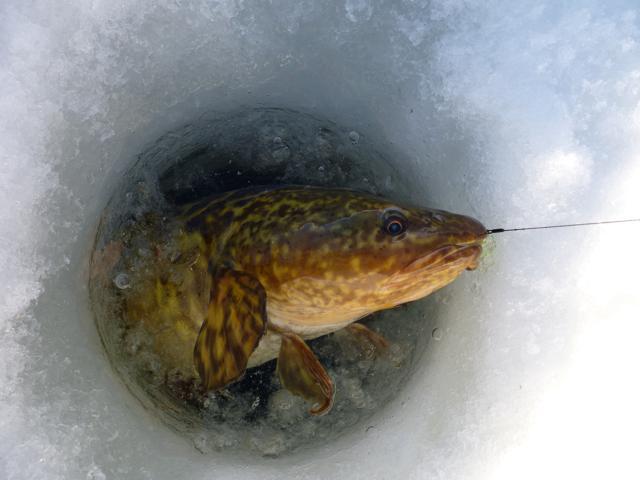 Kako uhvatiti riba zimi na rijeci