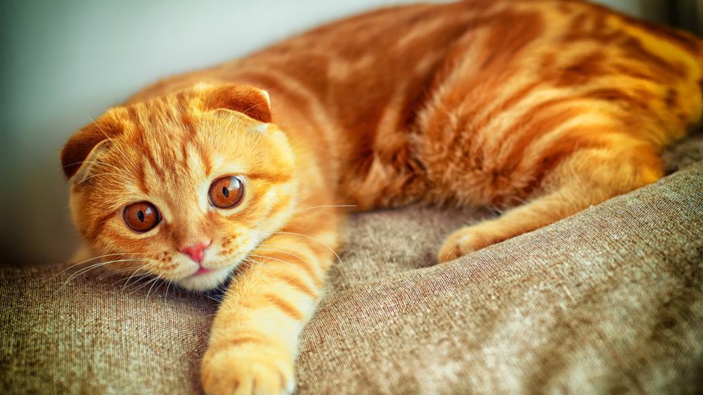 Symbol dzień koty pomarańczowe