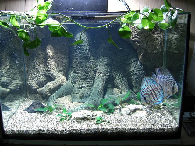 почва за растения в аквариум