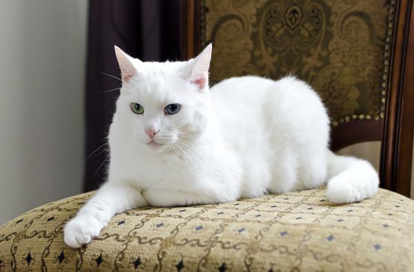 Biały kot