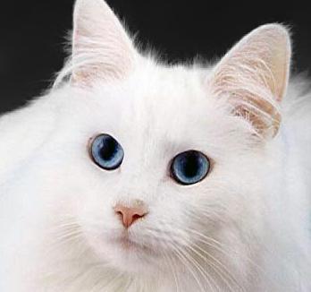 Biały kot z niebieskimi oczami