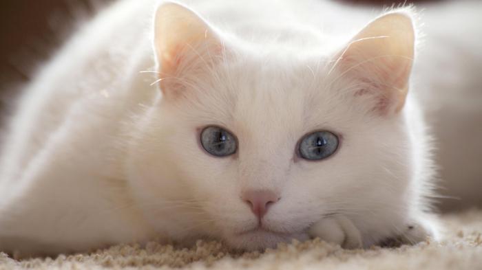 Bijela mačka