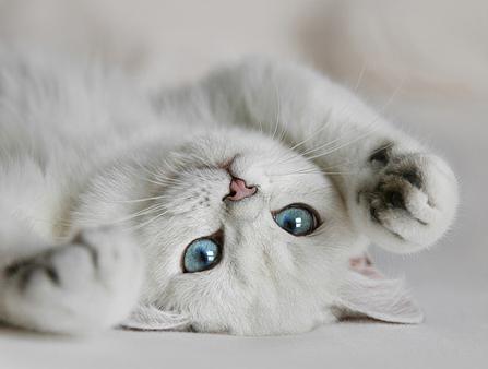 bílé kočky s modrými očima
