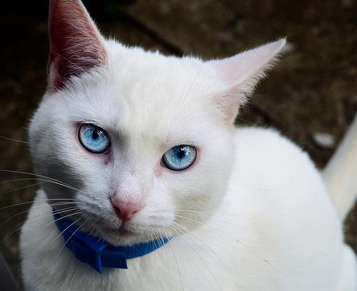 породи бели котки