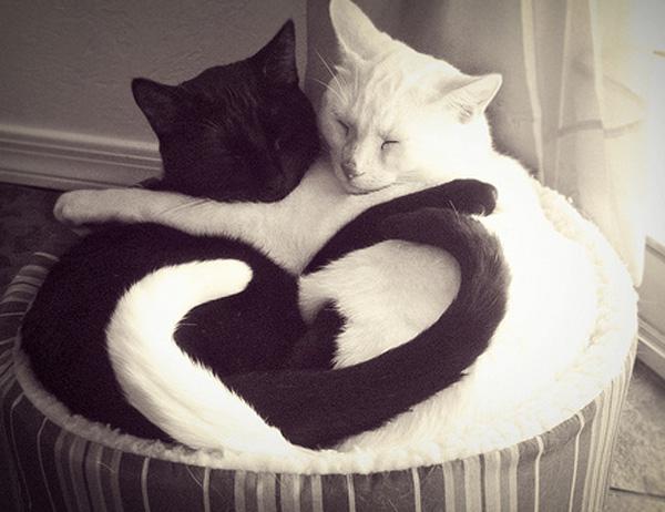 černá a bílá kočka