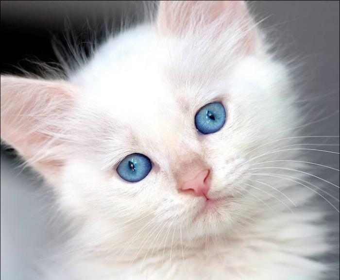 bílé kočky