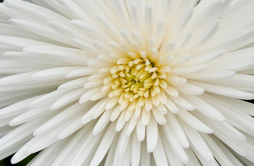 Bílé chryzantémy