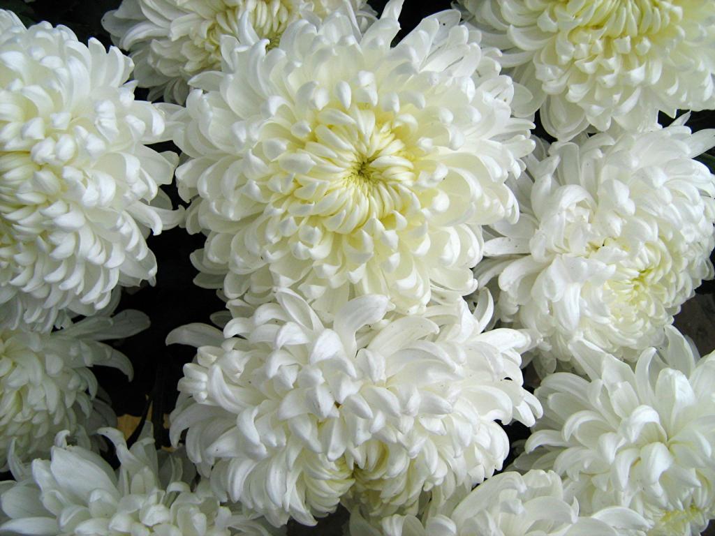 Шта значи бели хризантеме