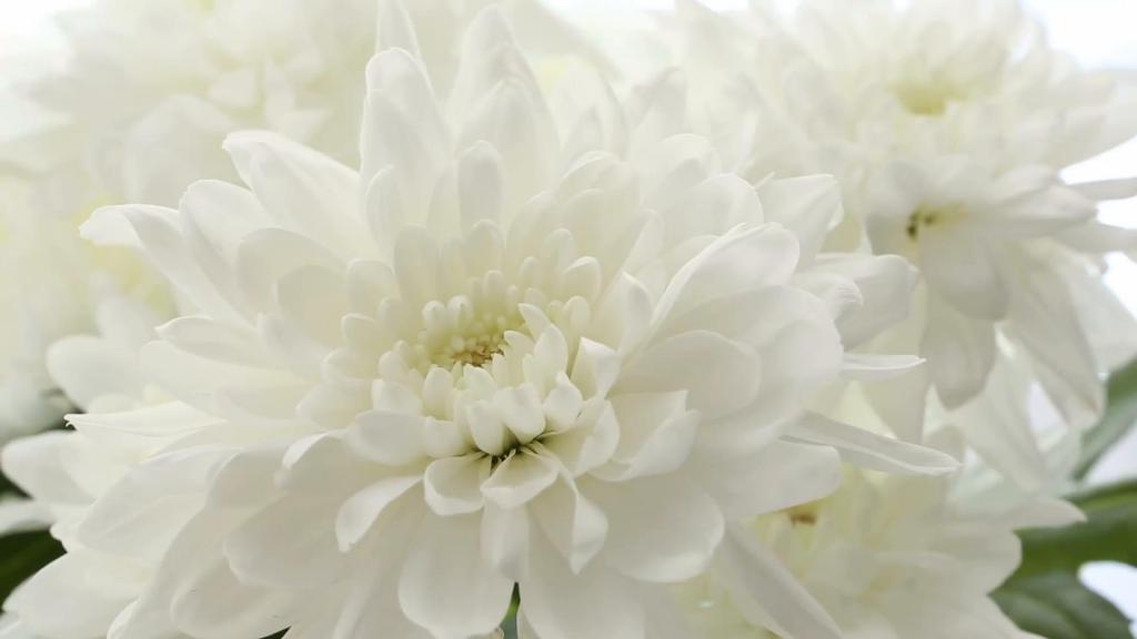 Bílé chryzantémy: fotografie