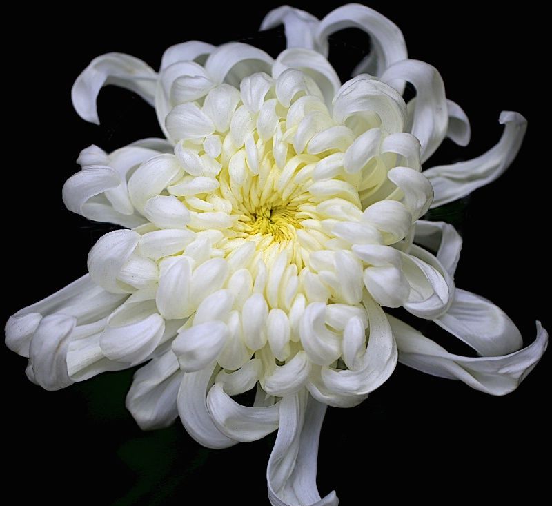 Crisantemo bianco: leggende e tradizioni
