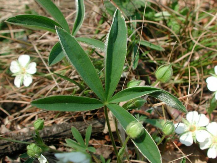 silverweed bela korenina za preglede ščitnice