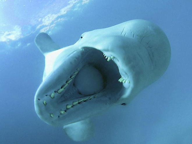 grande delfino bianco