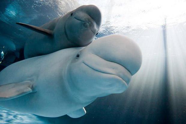 polární jméno bílého delfína