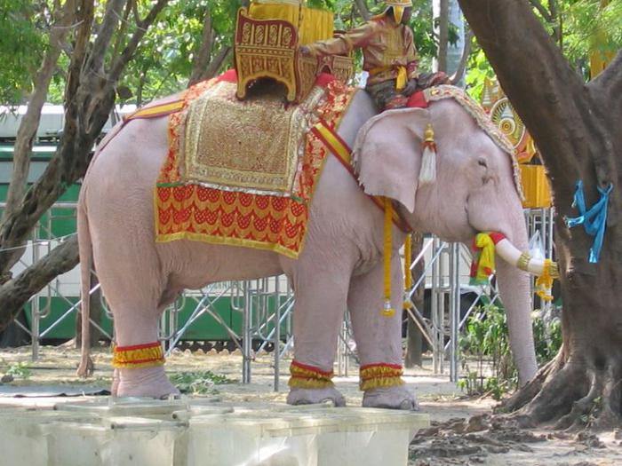elefanti bianchi in Tailandia