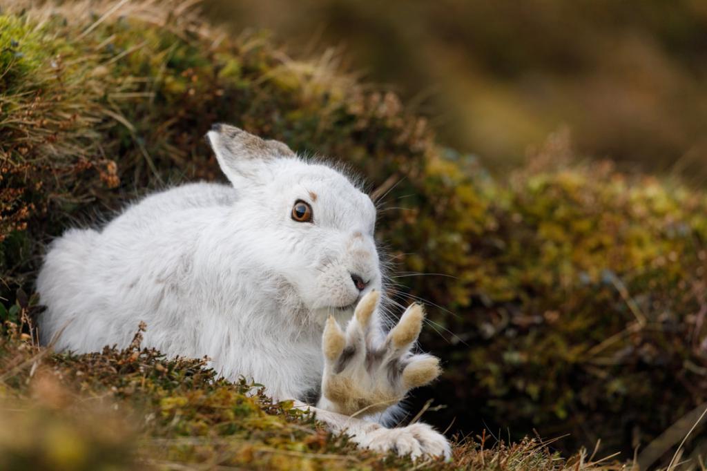 Kje živi beli zajec?