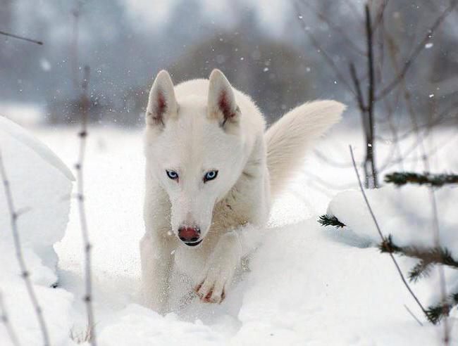 husky bianco